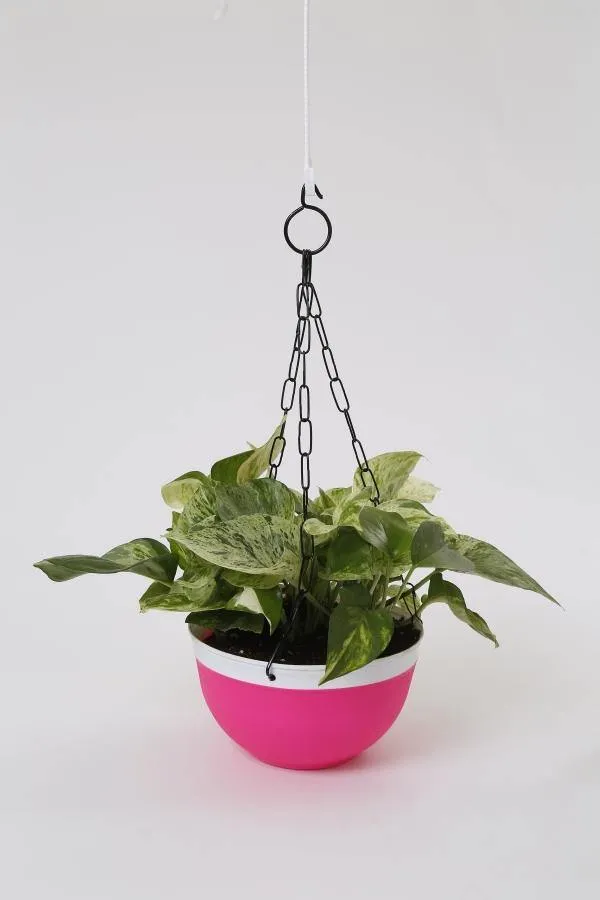 20 cm Double Color Hanging Pot (Pink)