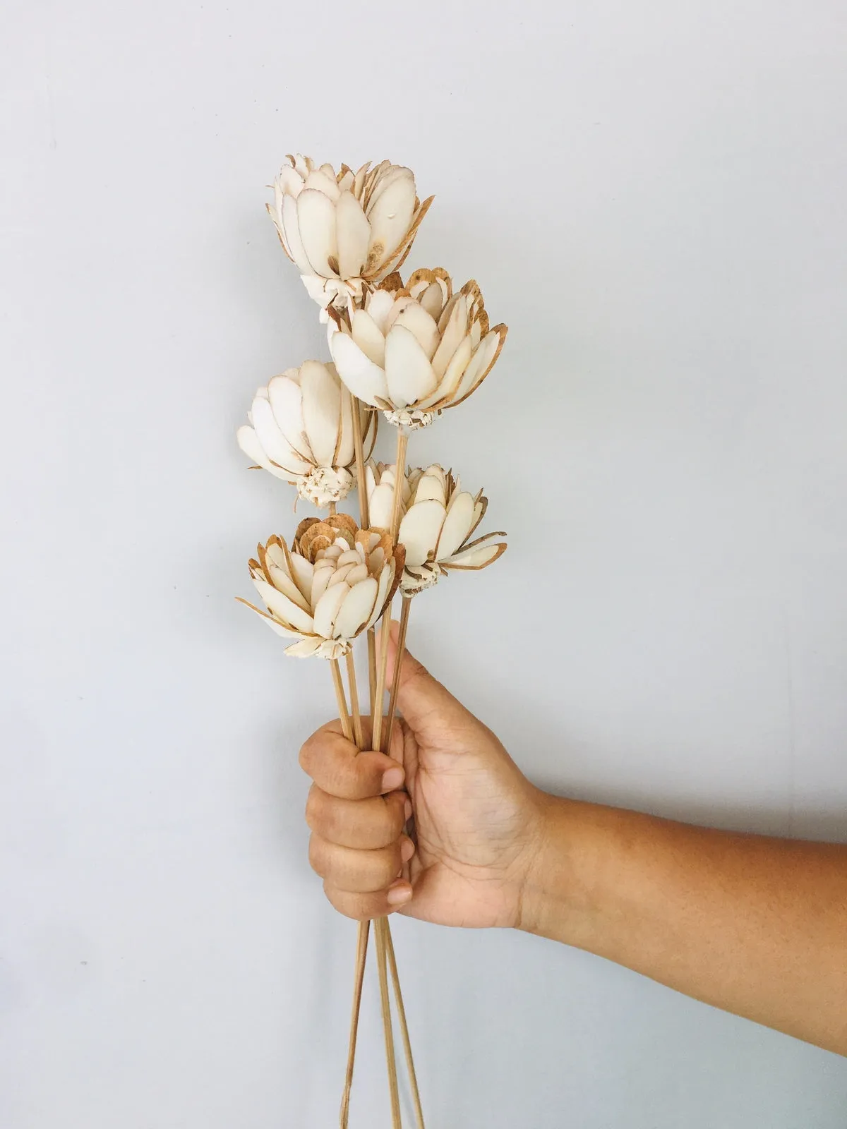 Almond Sola Flower | 5pcs