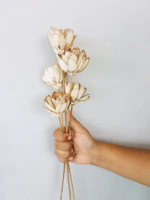 Almond Sola Flower | 5pcs