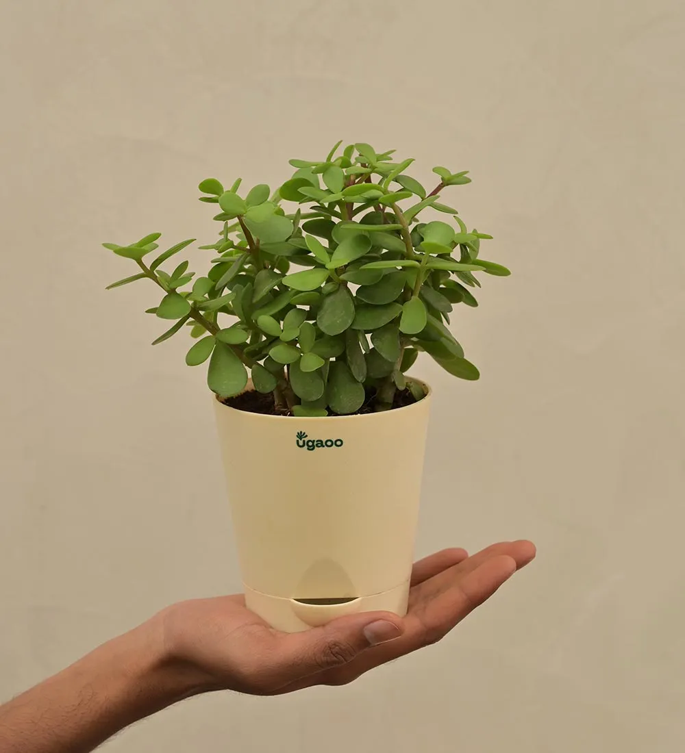Jade Plant Mini - Women's Day Gift For Employees